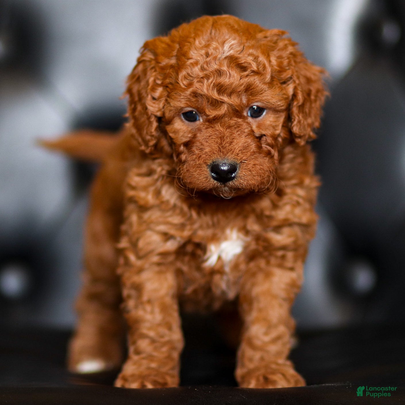 Goldendoodle dogs Rosette - Ad 1