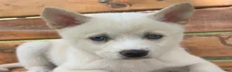 Alaskan Klee Kai dogs for sale: Blue Eyes Little Beau~! - Ad 6