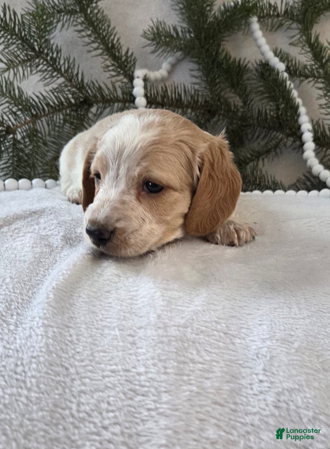 Miniature Dachshund dogs for sale: Jasper - Ad 3