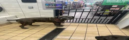 Cane Corso dogs for sale: Cane Corso 2 - Ad 5