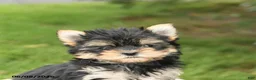 Morkie dogs for sale: Benny - Ad 5