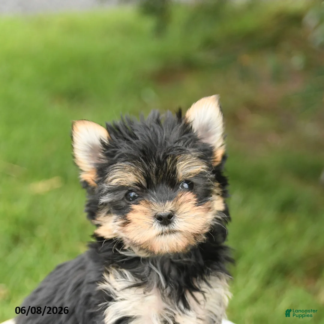 Morkie dogs for sale: Benny - Ad 5