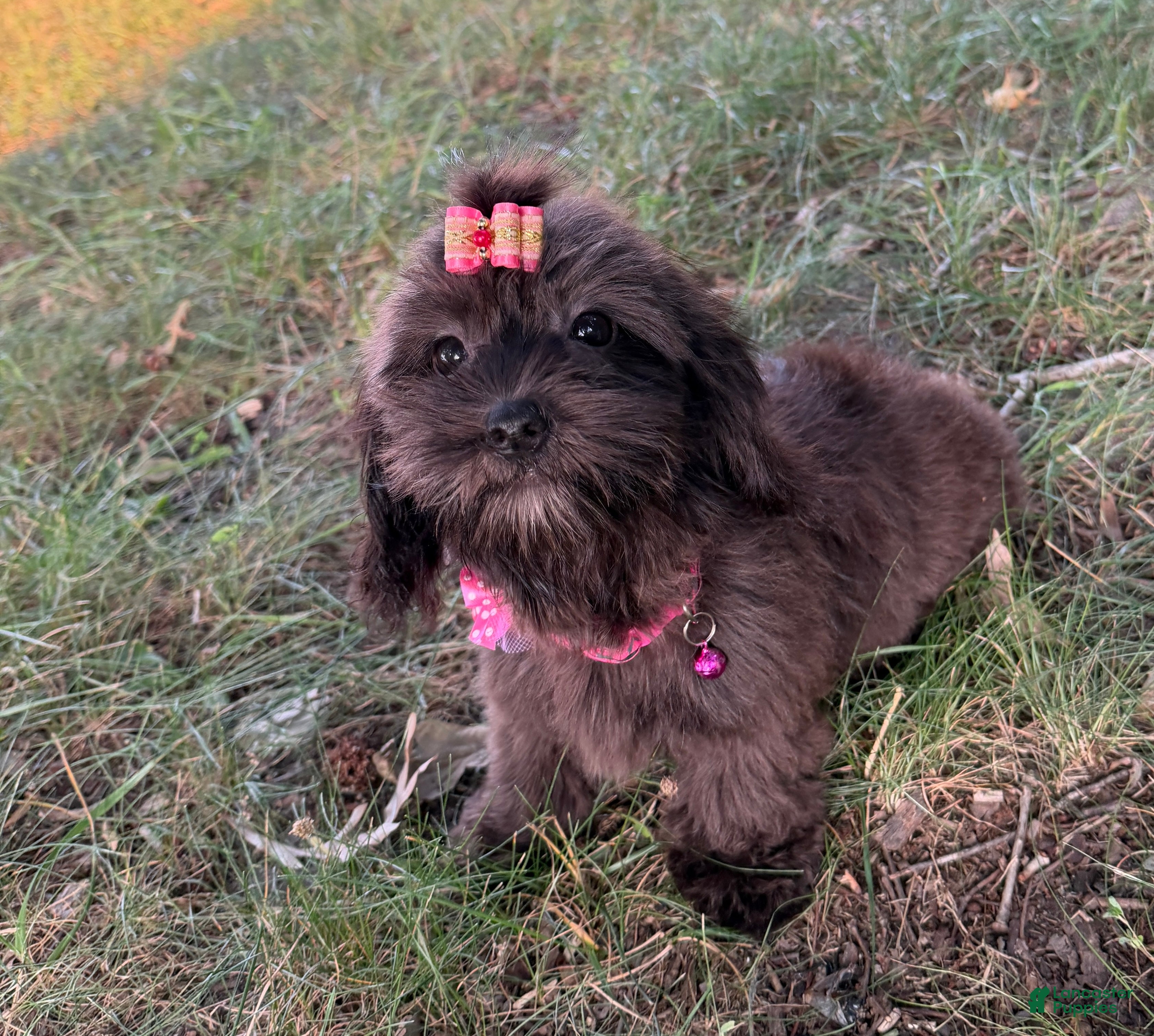Mixed Breed dogs Trixie - Ad 2