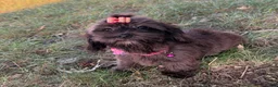 Mixed Breed dogs for sale: Trixie - Ad 2