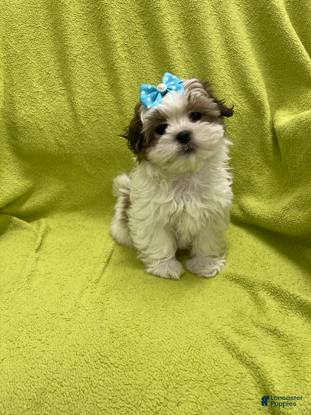 Malshi dogs for sale: Lyric - Ad 3