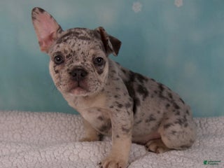 French Bulldog dogs - Ad 31