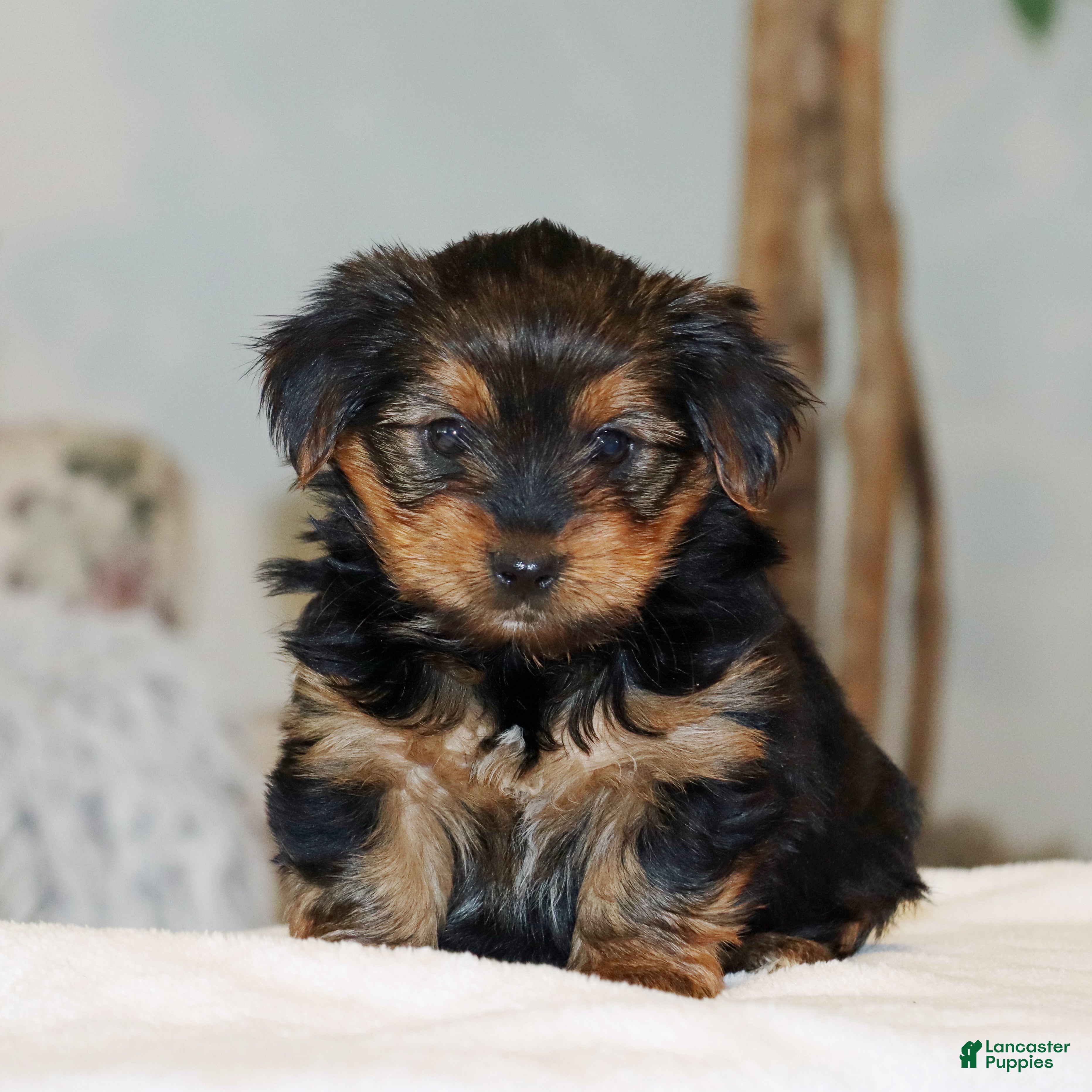 Yorkshire Terrier dogs Tia - Ad 2