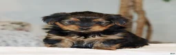 Yorkshire Terrier dogs for sale: Tia - Ad 2