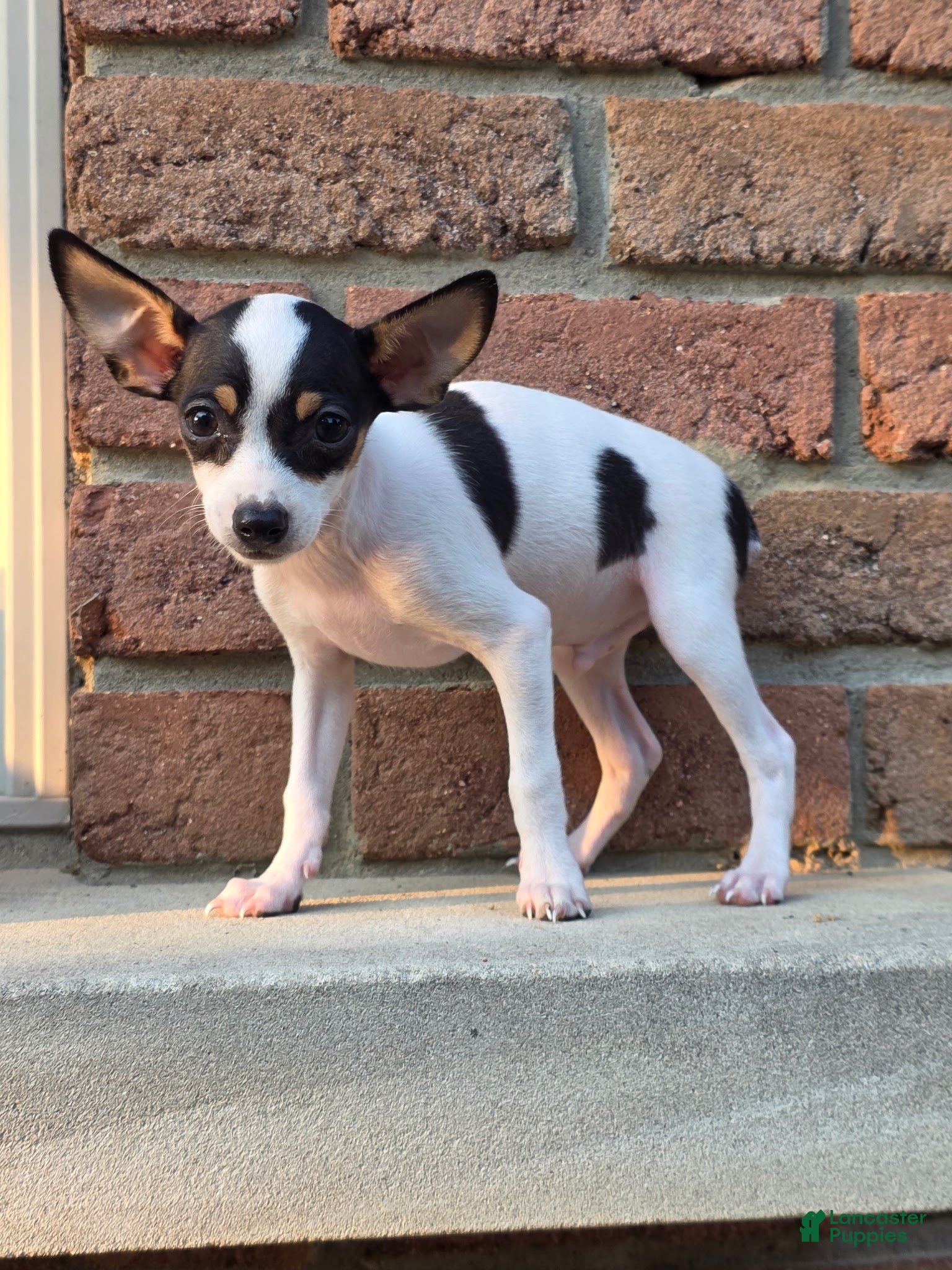 Dog Rescue Mini Foxie Terrier Cross Chihuahua Puppies For Sale