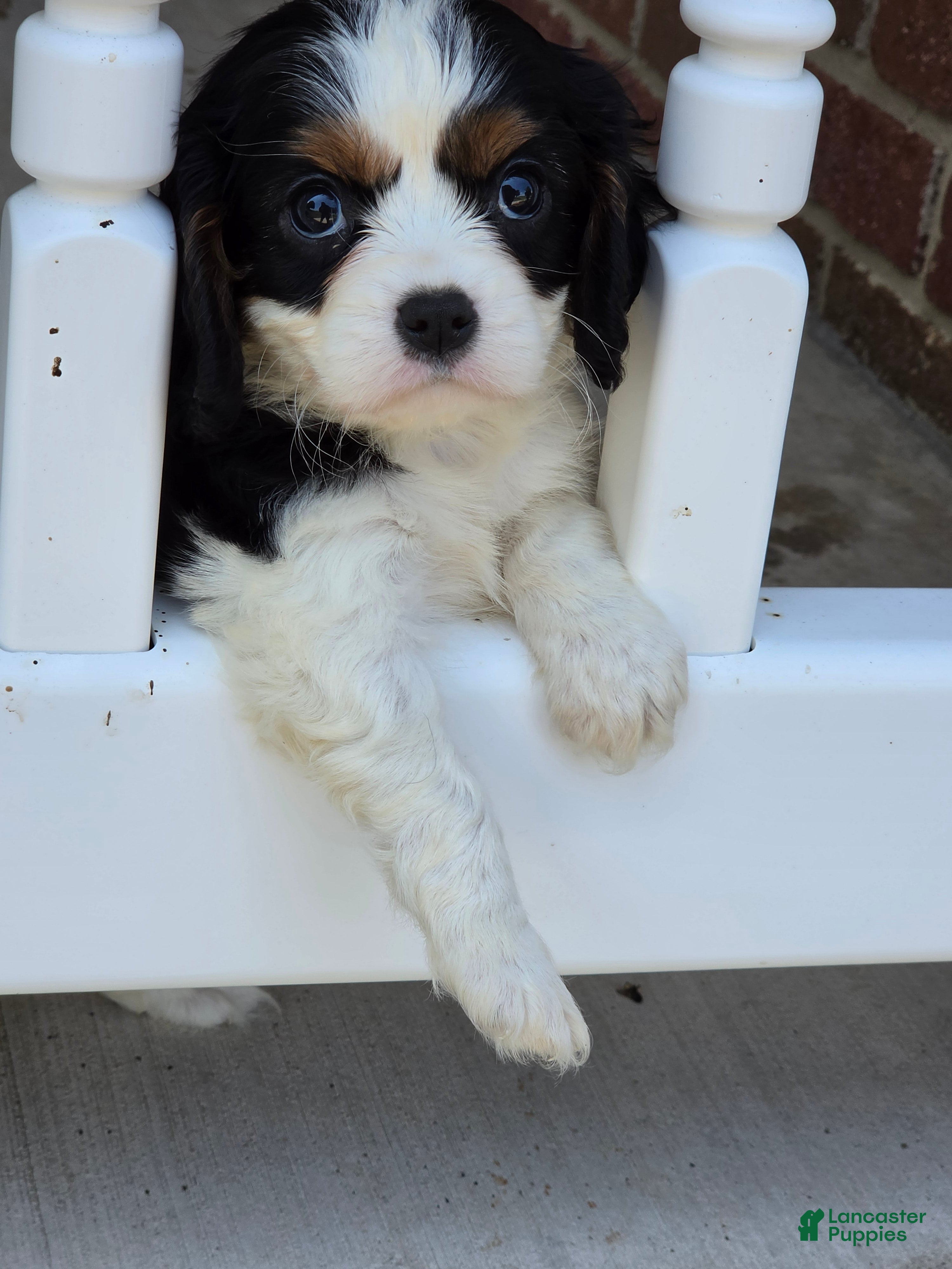 Cavalier King Charles Spaniel dogs Gracie - Ad 2