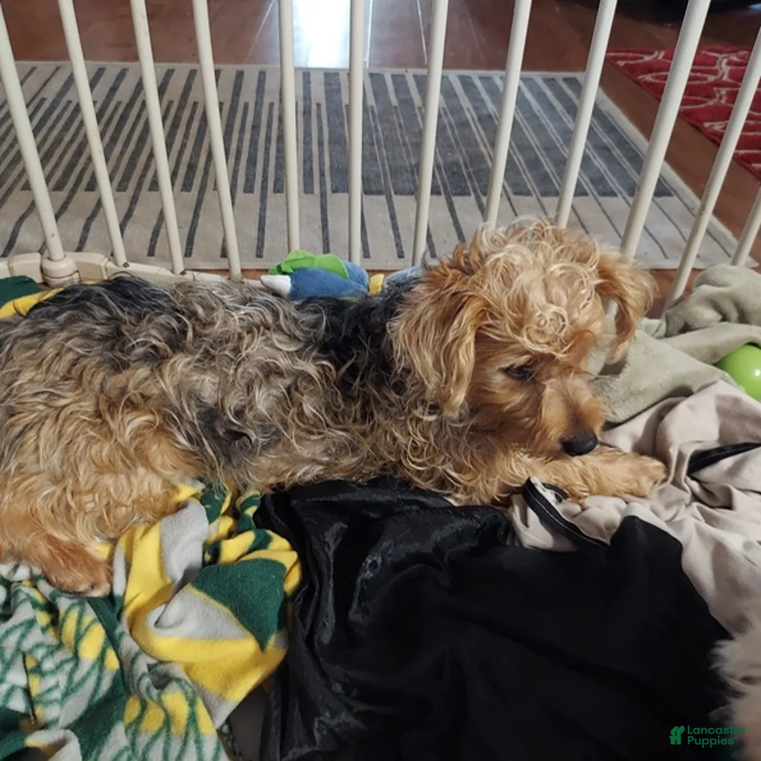 Yorkshire Terrier dogs for sale: Yorkshire Terrier Puppy 1 - Ad 2