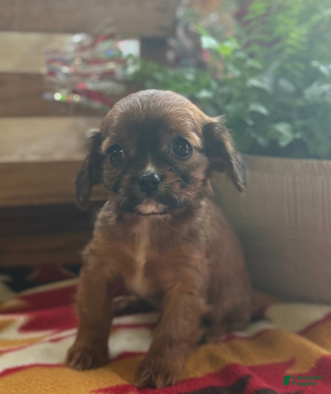 Mixed Breed dogs for sale: Shep - Ad 9