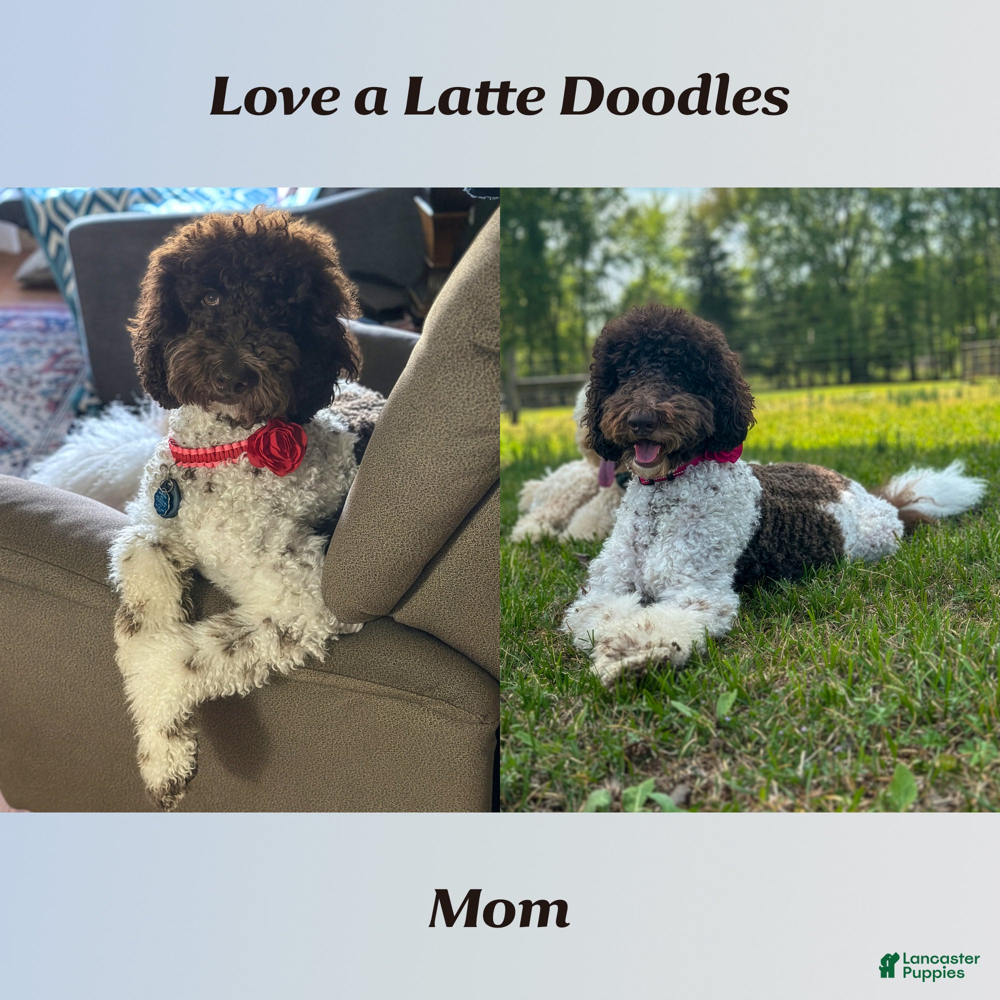 Goldendoodle dogs for sale: Ms. Caramel Latte - Chocolate-Caramel-and-White Parti Goldendoodle - Ad 6