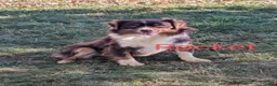 Mini Aussiedoodle dogs for sale: Lonnie - Ad 11