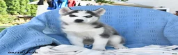 Siberian Husky dogs for sale: Norman - Ad 4