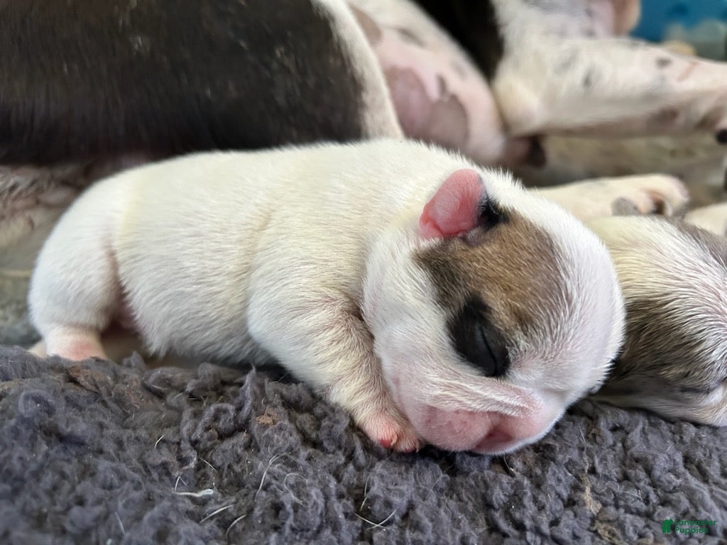 French Bulldog dogs for sale: Zoro Female - Ad 4