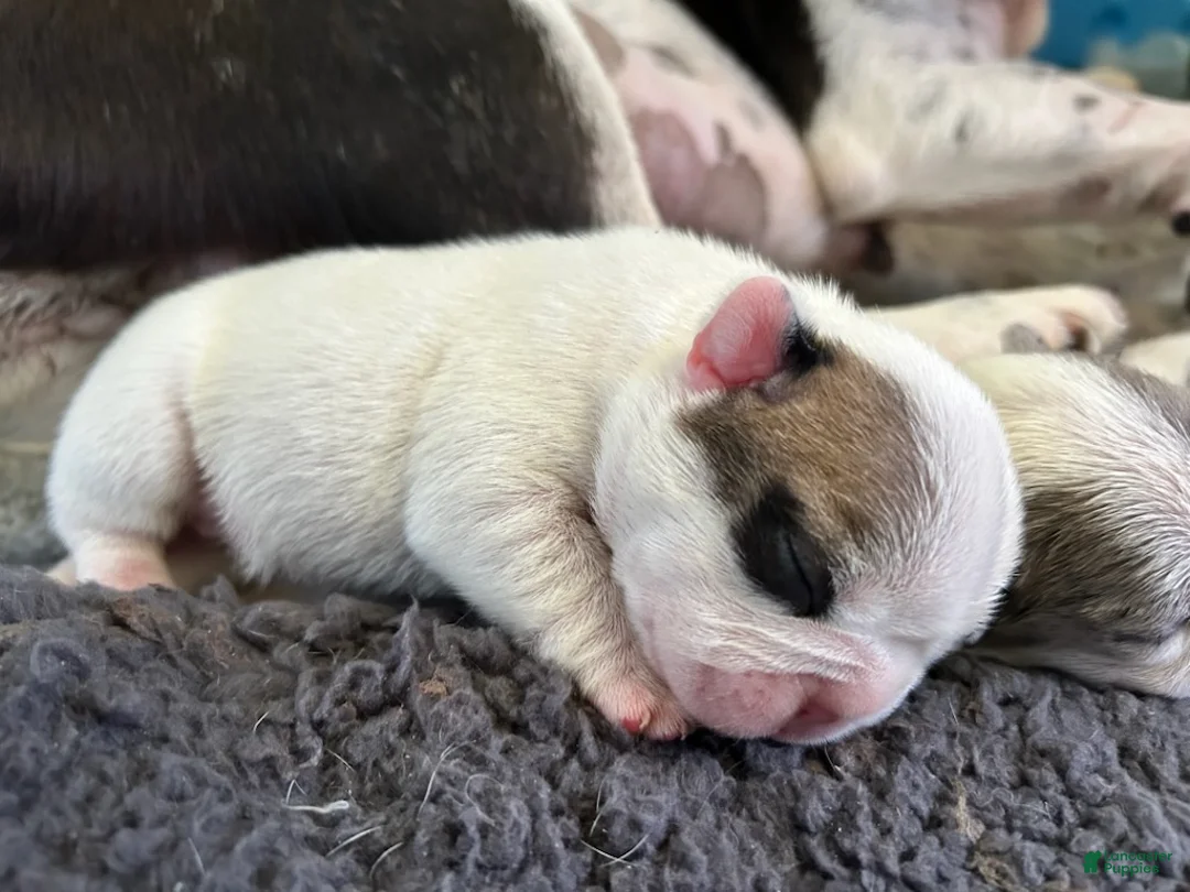 French Bulldog dogs for sale: Zoro Female - Ad 1