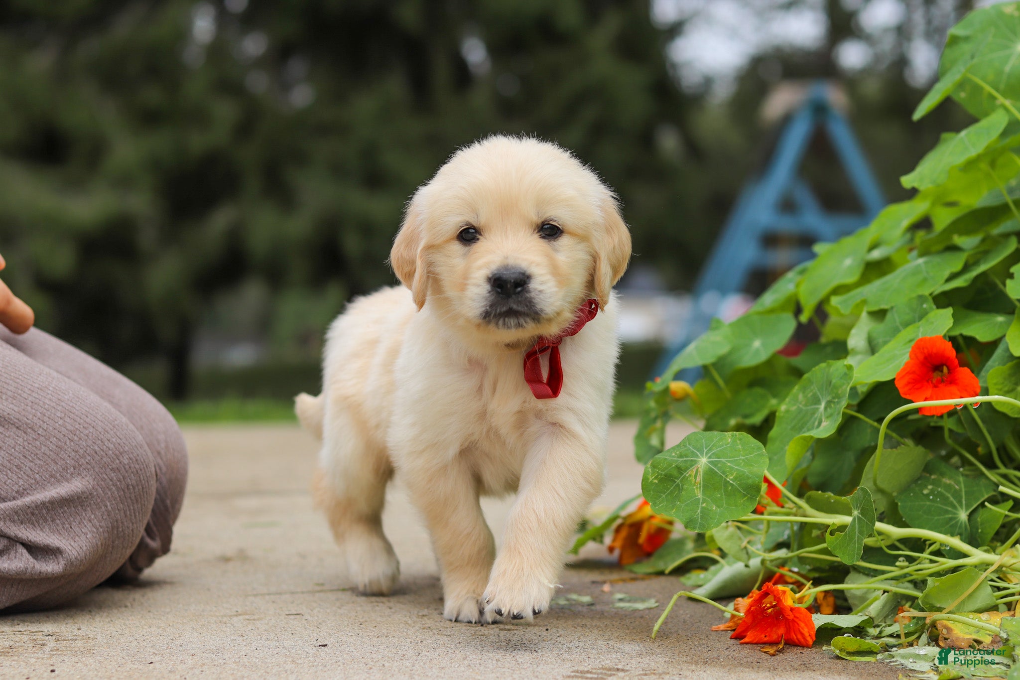 Golden Retriever dogs Benjie - Ad 2