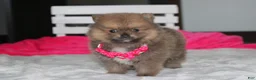 Pomeranian dogs for sale: Zara - Ad 3