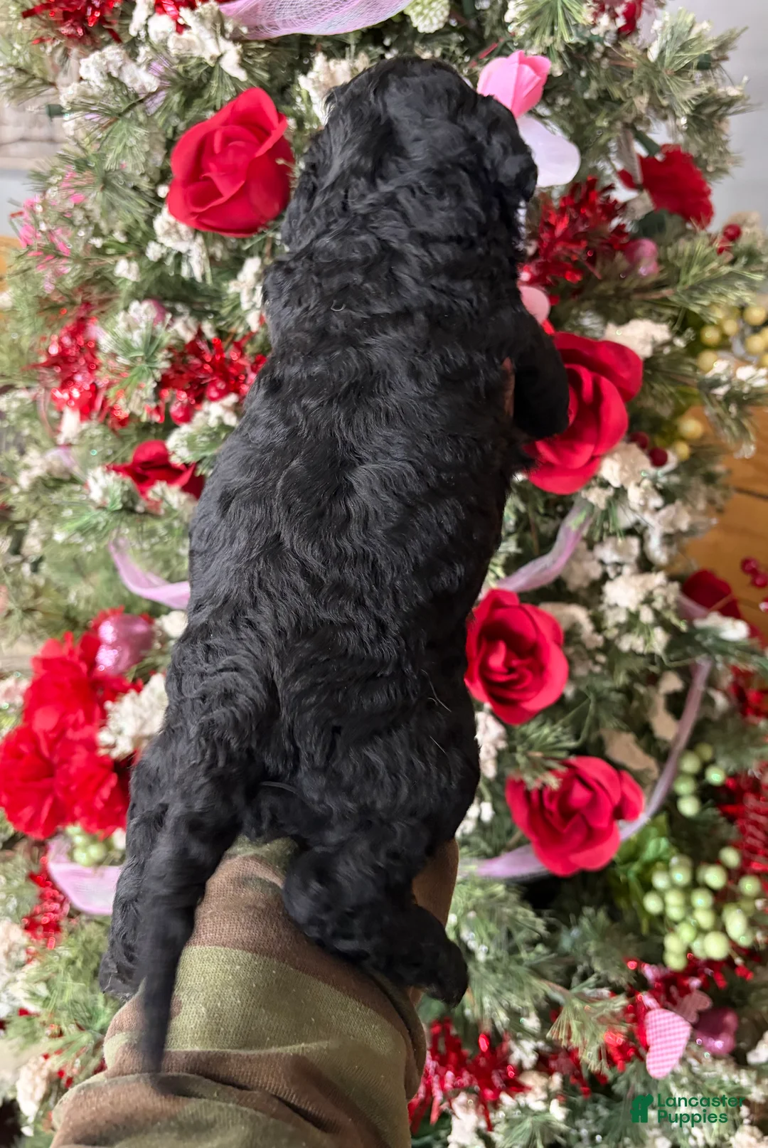 Goldendoodle dogs for sale: Goldendoodle Puppy 5 - Ad 2