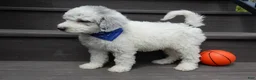 Sheepadoodle dogs for sale: Milo-MEDIUM - Ad 4