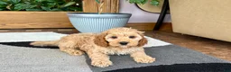 Mixed Breed dogs for sale: Cockapoo/Cavapoo male 2 - Ad 3