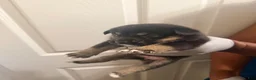 Mixed Breed dogs for sale: Brookie - Ad 18