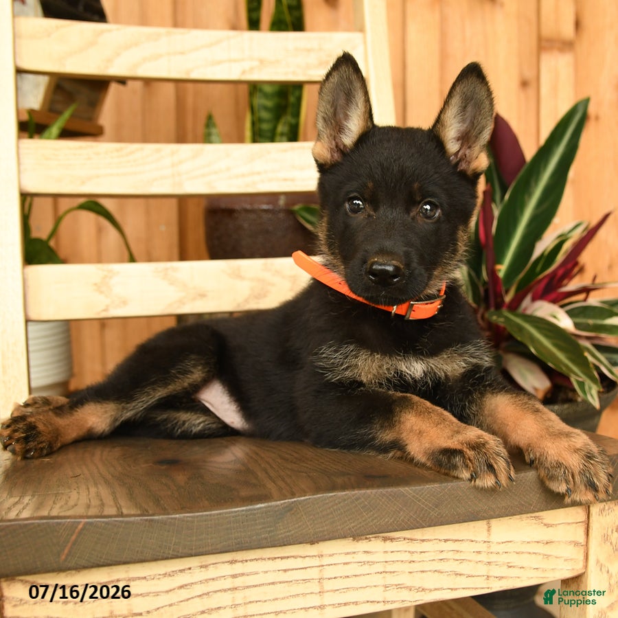 German Shepherd dogs Jennifer - Ad 1