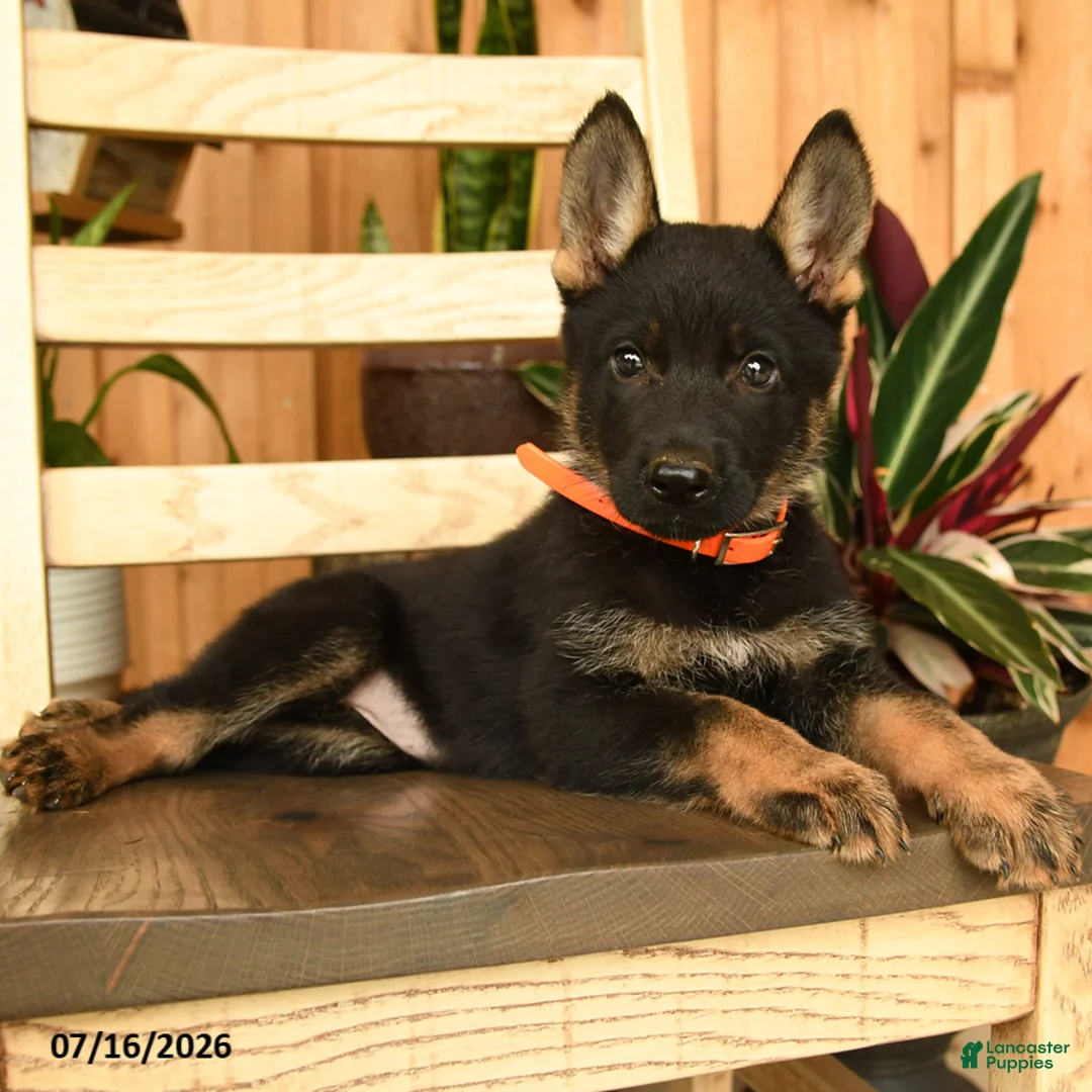 German Shepherd dogs for sale: Jennifer - Ad 1