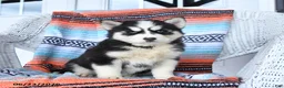 Siberian Husky dogs for sale: Sugar - Ad 3
