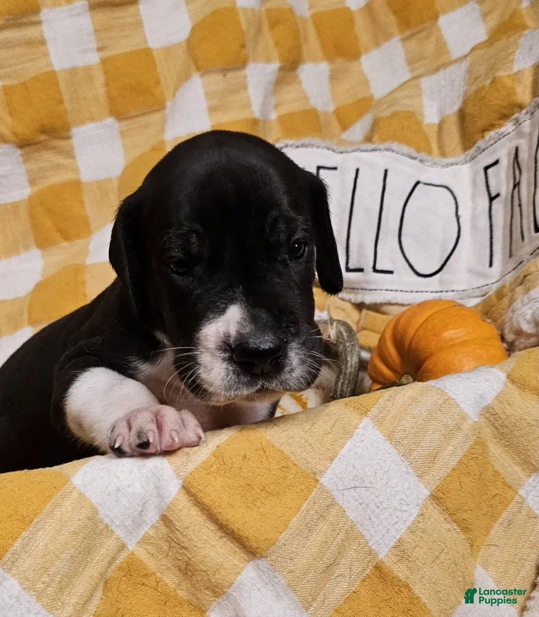 Great Dane dogs for sale: Clove - Ad 7