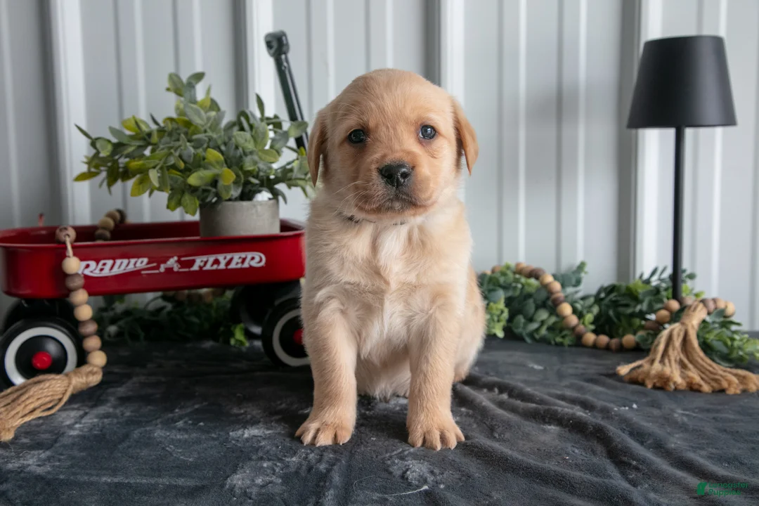 Goldador dogs for sale: Max - Ad 3