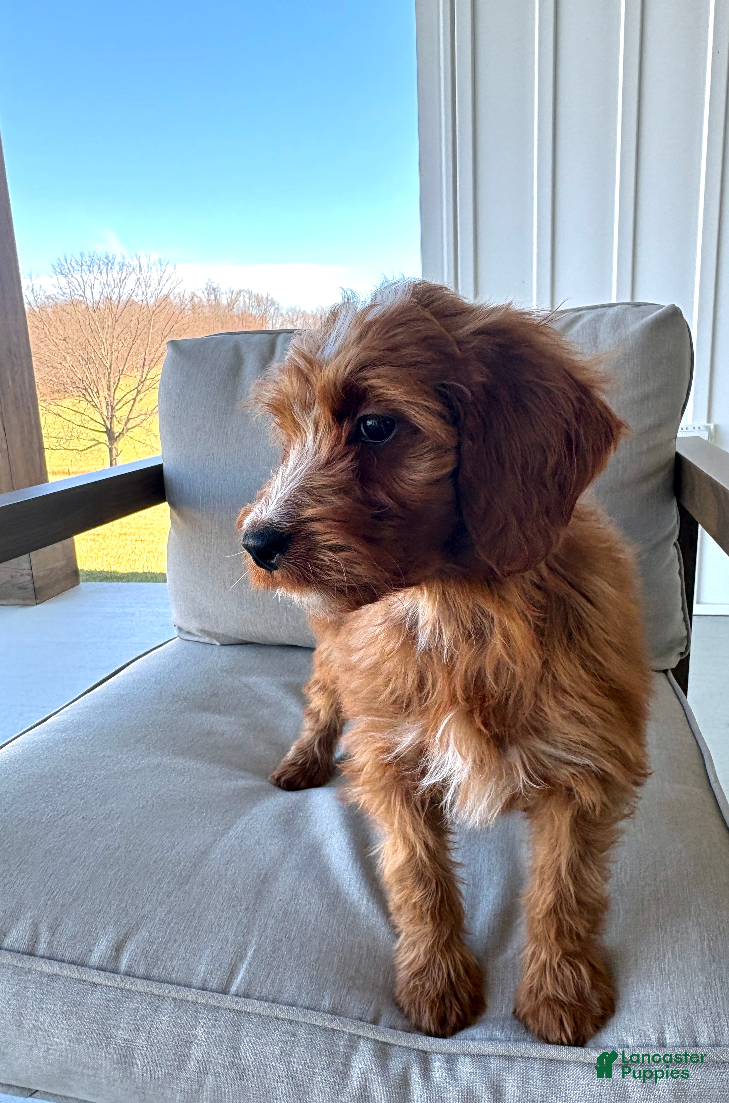 Irish Doodle dogs Angel - Ad 1