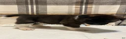 Akita dogs for sale: Lilla - Ad 6
