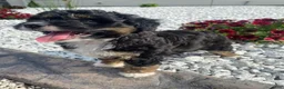 Mini Aussiedoodle dogs for sale: Karl - Ad 4