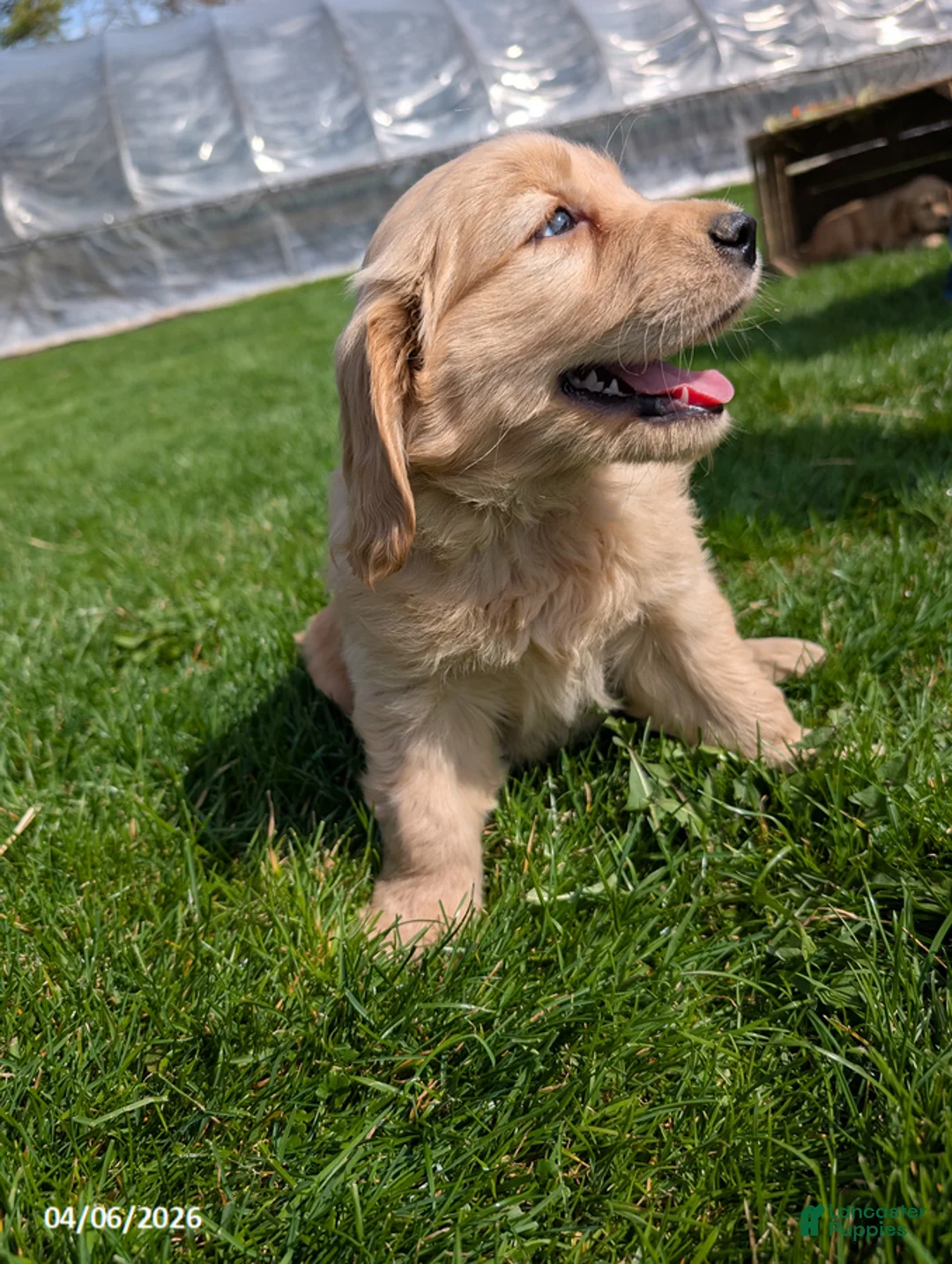 Mixed Breed dogs for sale: Alisa - Ad 2