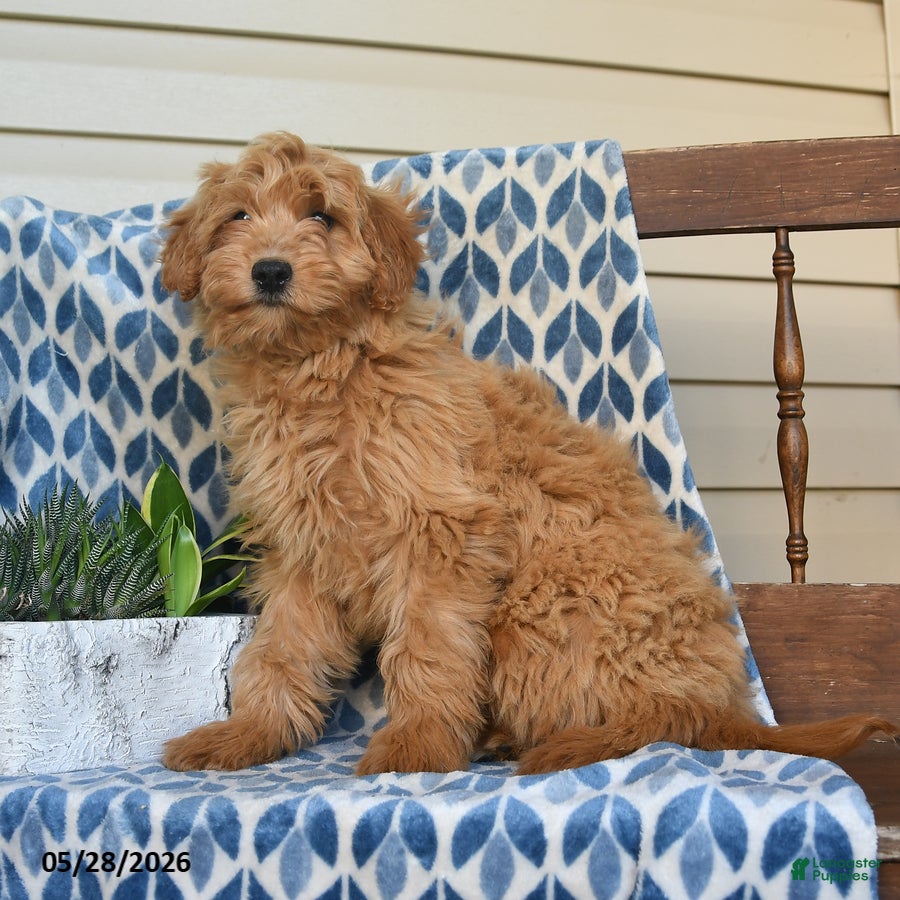 Mini Goldendoodle dogs for sale: Flora   - Ad 3