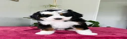 Mini Bernedoodle dogs for sale: Lori - Ad 3