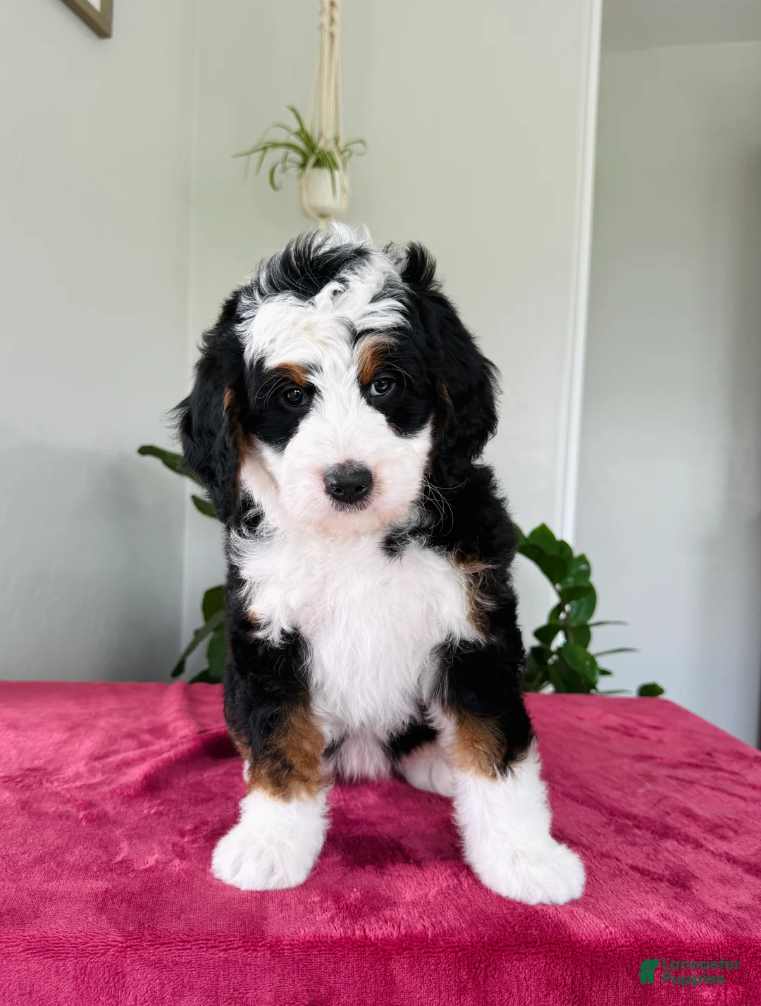 Mini Bernedoodle dogs for sale: Lori - Ad 3