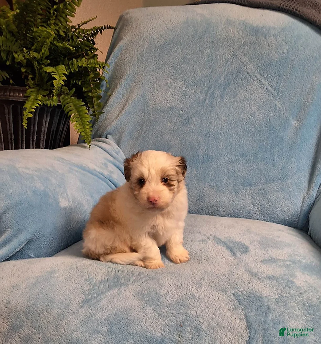 Mini Aussiedoodle dogs for sale: Max - Ad 1