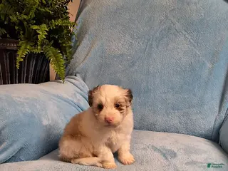 Mini Aussiedoodle dogs for sale: Max - Ad 4