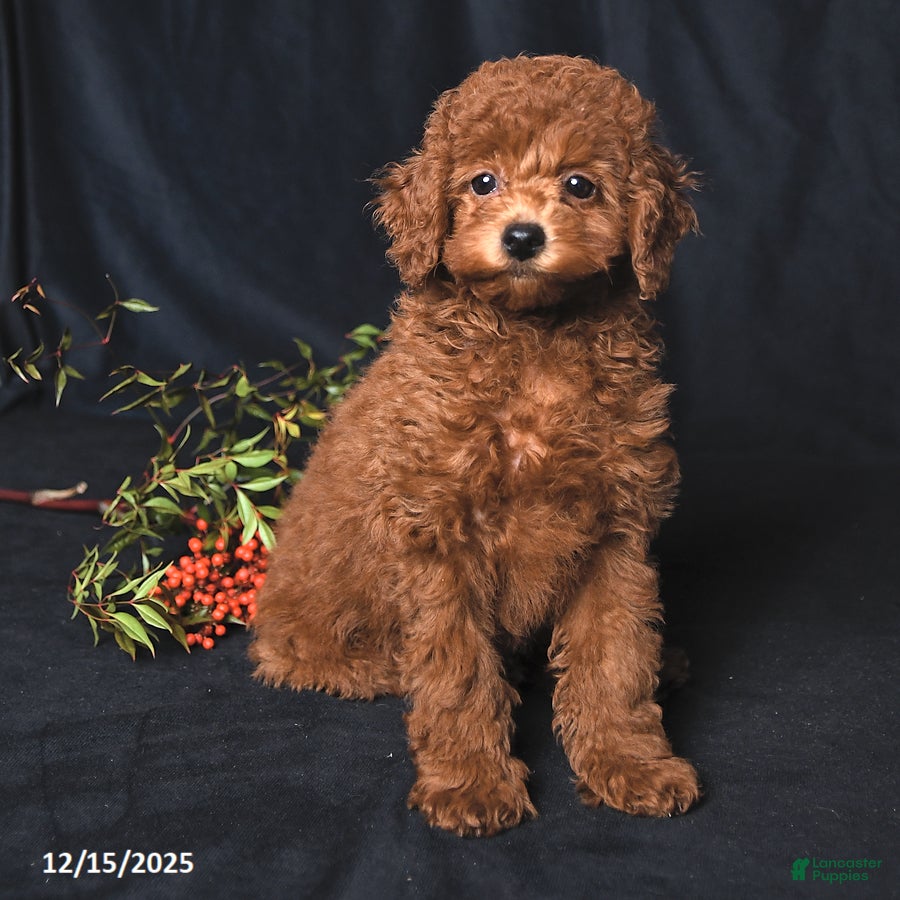 Cockapoo dogs Zoey - Ad 1