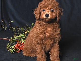 Cockapoo dogs Zoey - Ad 3