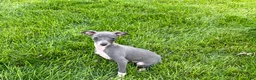 Italian Greyhound dogs for sale: Sydney  - Ad 8