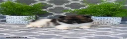 Pomeranian dogs for sale: Rita - Ad 4
