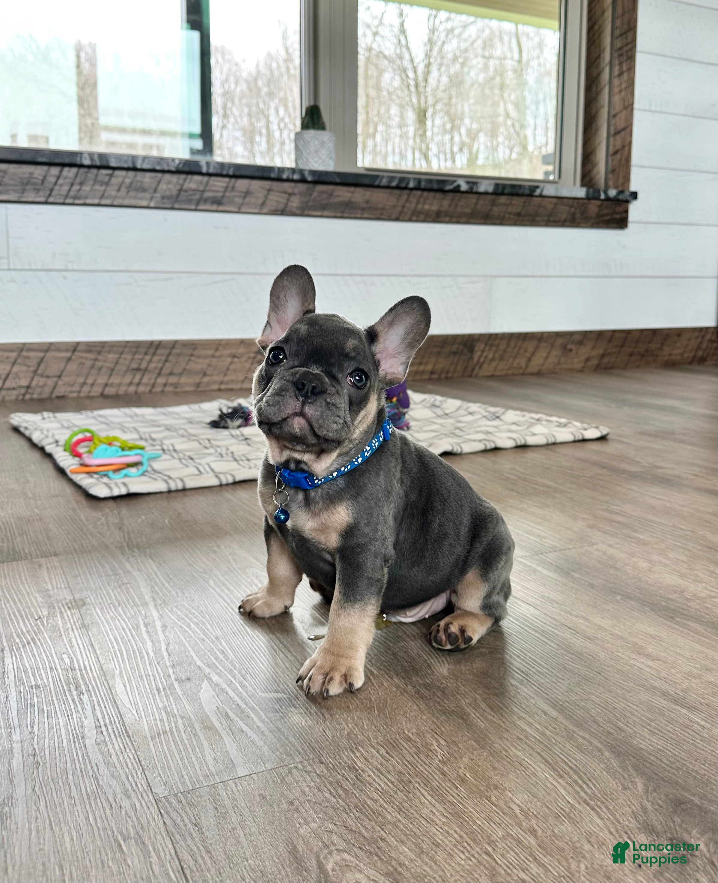 French Bulldog dogs Ranger - Ad 2