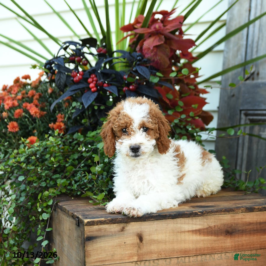 Goldendoodle dogs Hamlet - Ad 2