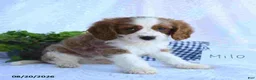 Cavapoo dogs for sale: Milo - Ad 4