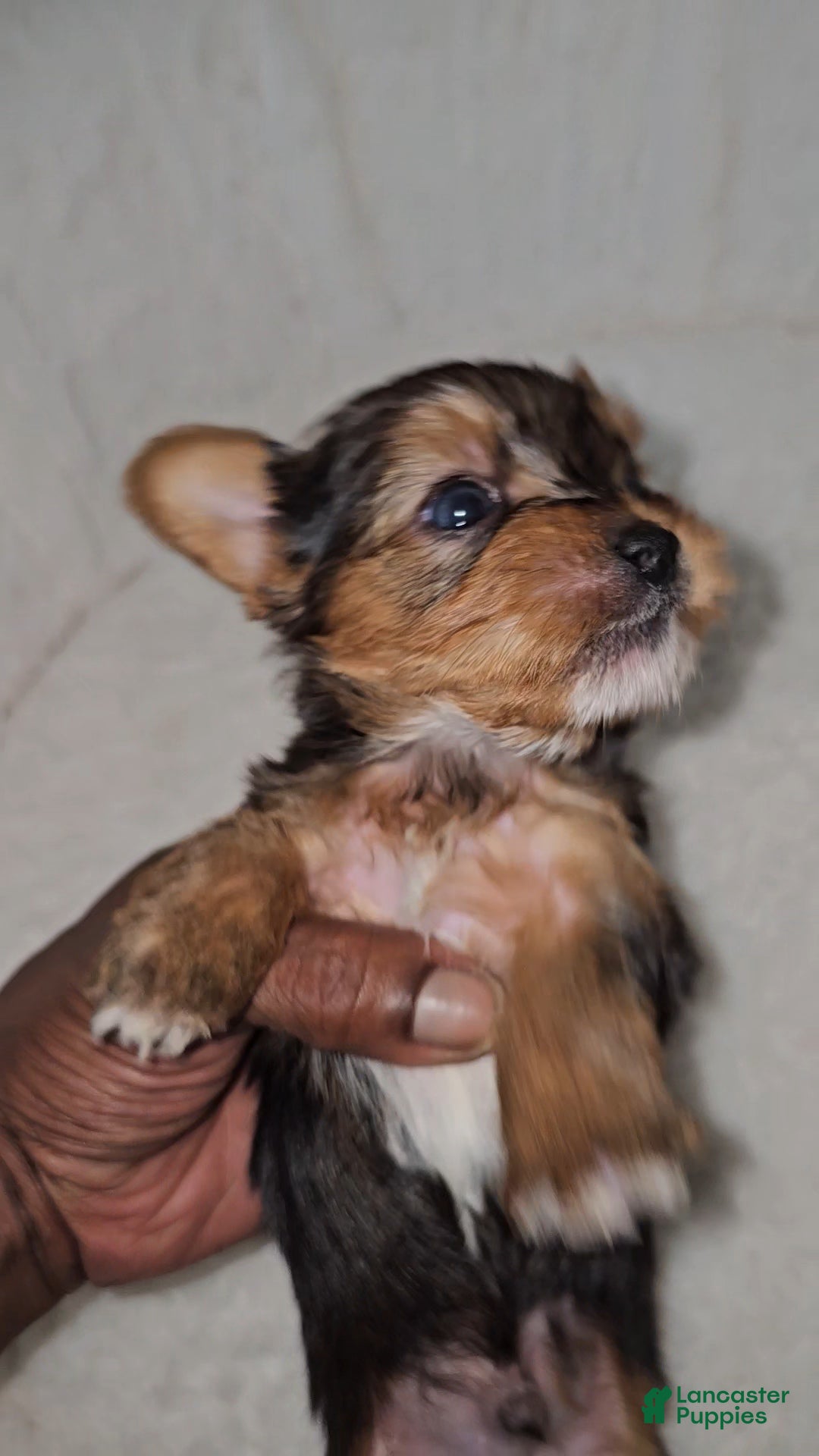 Yorkshire Terrier dogs Yorkshire Terrier Puppy 1 - Ad 1