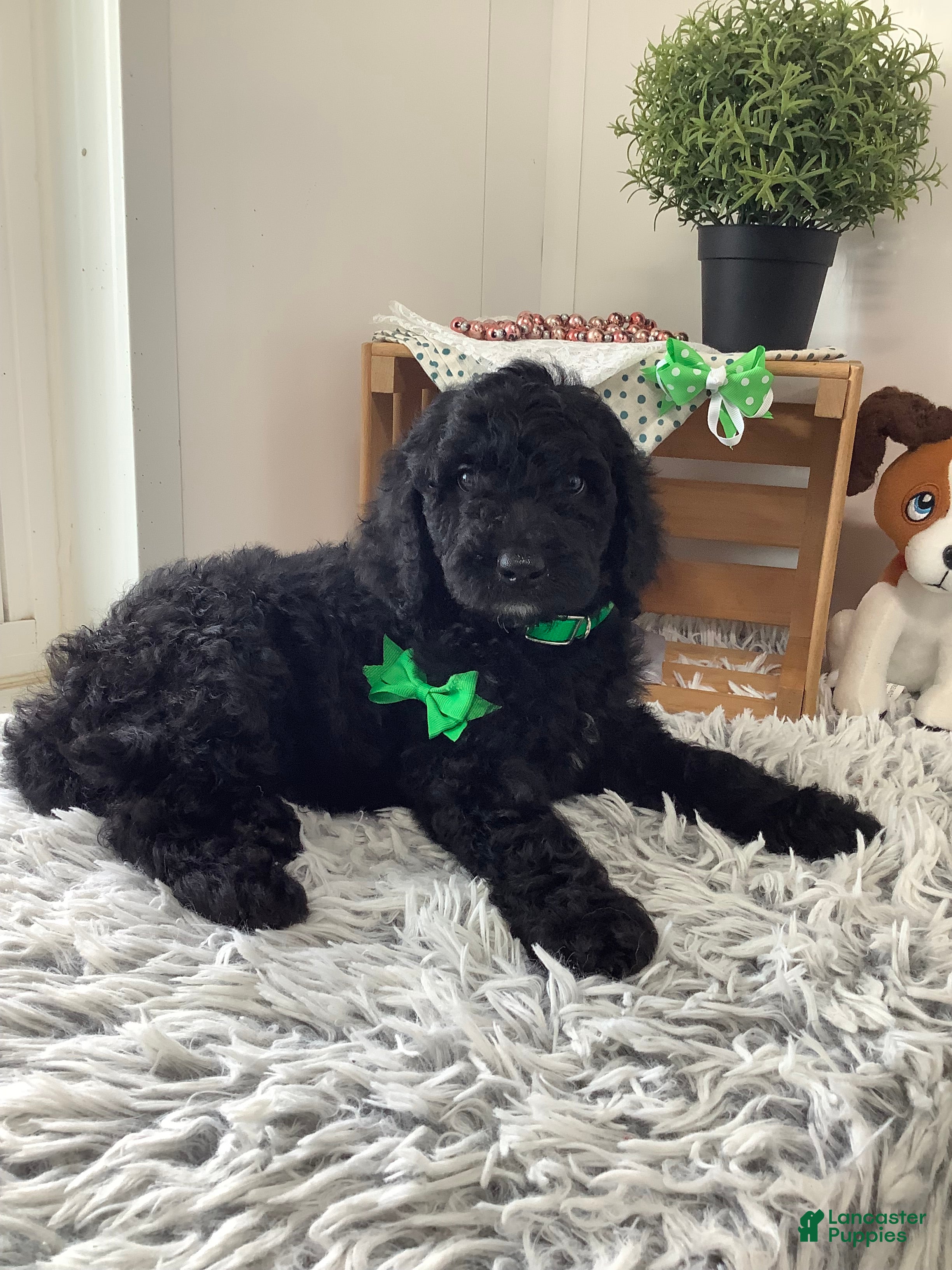 Goldendoodle dogs Macho-F1bb-Goldendoodle 2 - Ad 1